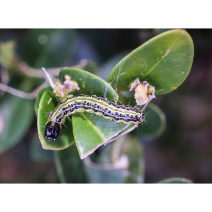 SUM31 LEPINOX PLUS 5G