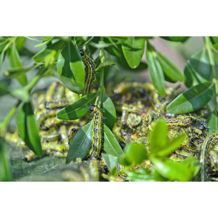 SUM31 LEPINOX PLUS 5G