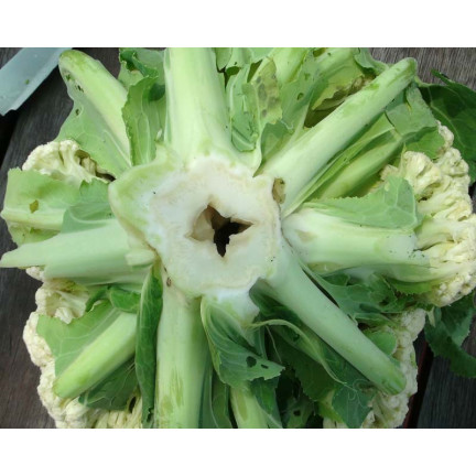 SUM37 HELP PLANT BOR 20ML