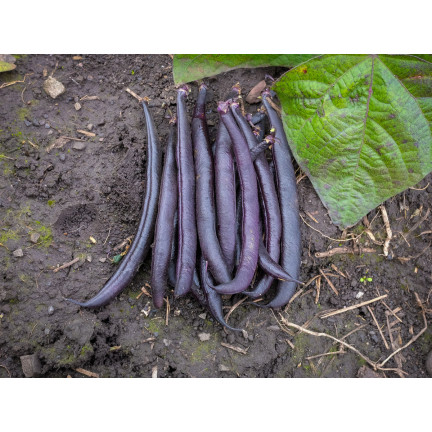 W6991 FASOLA SZPARAGOWA KARŁOWATA PURPLE TEEPEE NASIONA WARZYW FASOLI 30G