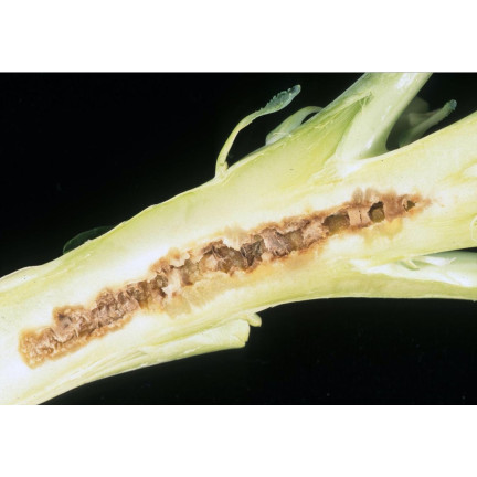 SUM37 HELP PLANT BOR 20ML