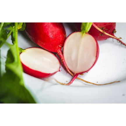 T8339 RZODKIEWKA na Taśmie nasiennej 6M NASIONA RZODKIEWKI OKRĄGŁA ŁAGODNA