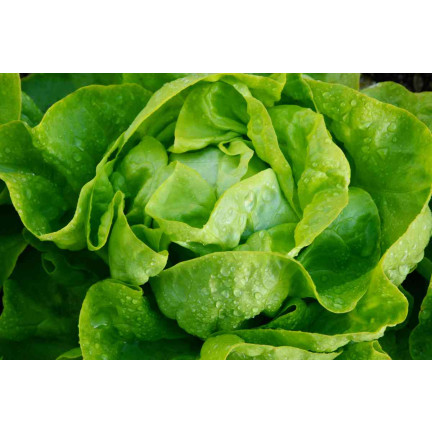 T8013 SAŁATA MASŁOWA KRÓLOWA MAJOWYCH na taśmie NASIENNEJ 6M NASIONA SAŁATY