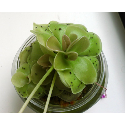 SUM19 NEEMAZAL 5ML PREPARAT NA ZIEMIÓRKI