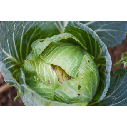 SUM49 PROPLANT 722 SL 100ML