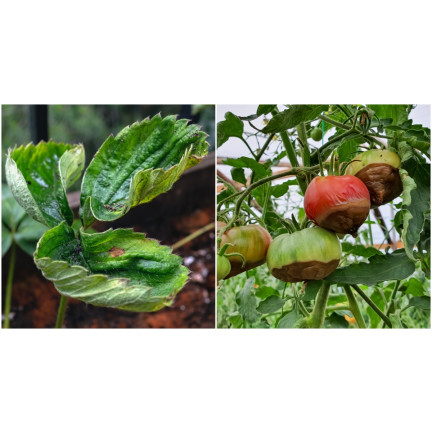 SUM38 HELP PLANT WAPŃ (CA) 20ML