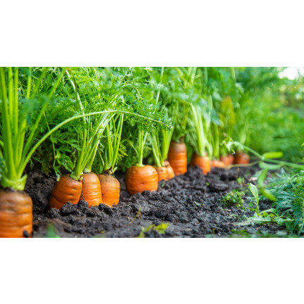 W1109 MARCHEW NASIONA MARCHWI PIERWSZY ZBIÓR B. WCZESNA MARCHEWKI SOCZYSTA NA SOK