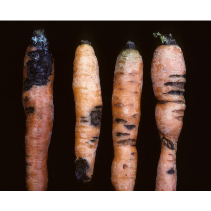 SUM39 HELP PLANT MIEDŹ (CU) 20ML