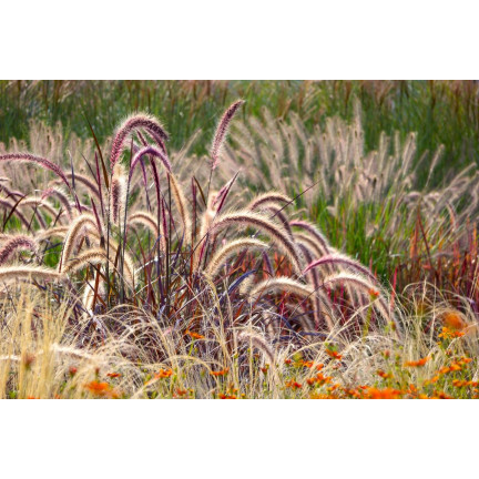 SUM27 NAWÓZ DO TRAW OZDOBNYCH SUMIN 1KG