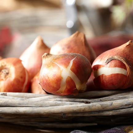 CEB2 TULIPAN CEBULKI TULIPANÓW CEBULKA KWIATÓW fioletowa LILIOKSZTAŁTNA 