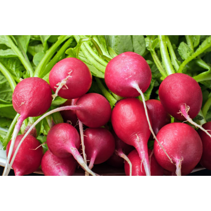 T8339 RZODKIEWKA na Taśmie nasiennej 6M NASIONA RZODKIEWKI OKRĄGŁA ŁAGODNA