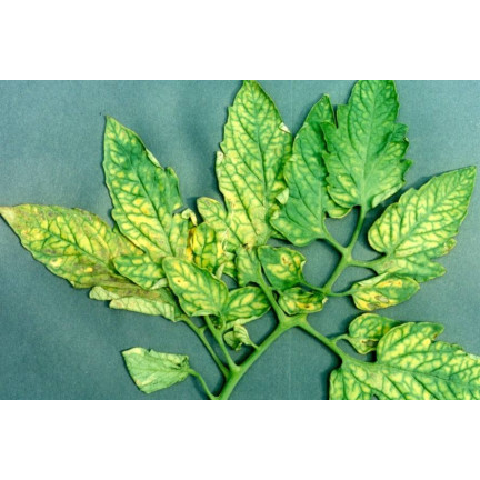 SUM41 HELP PLANT MAGNEZ (MG) 20G