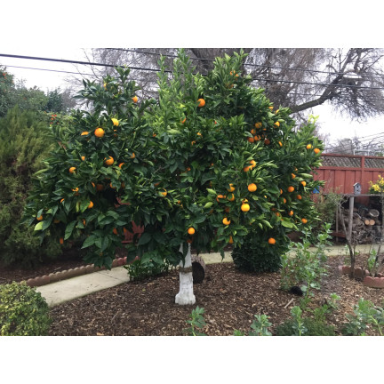 BIO12 WAPNO DO BIELENIA DRZEW DRZEWEK I ODKWASZANIA GLEBY ZIEMI 2KG BIOVITA