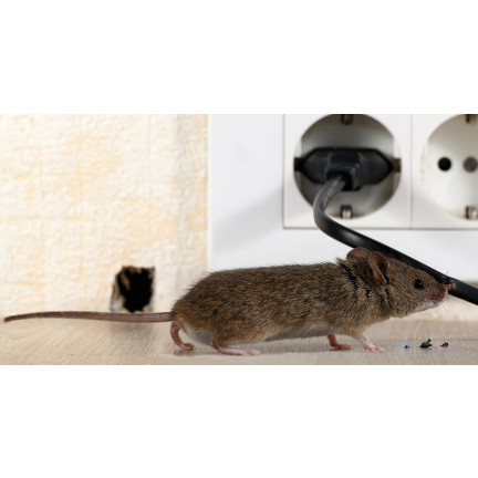 SUM62 SUMIN TRUTKA GRANULOWANA 25PPM 120G GRANULAT NA MYSZY GRYZONIE