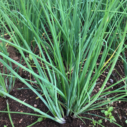 W0784 SZCZYPIOREK BOHEMIA 2G NASIONA SZCZYPIORKU SZYBKO ROŚNIE WIELOLETNI