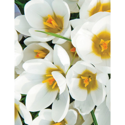 CEB11 KROKUS CEBULKI KROKUSÓW KROKUSY biały JEANNE D