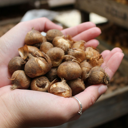 CEB11 KROKUS CEBULKI KROKUSÓW KROKUSY biały JEANNE D