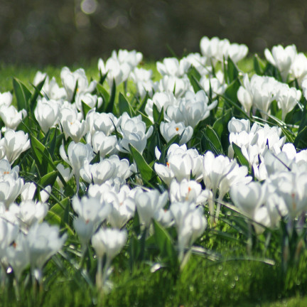 CEB11 KROKUS CEBULKI KROKUSÓW KROKUSY biały JEANNE D
