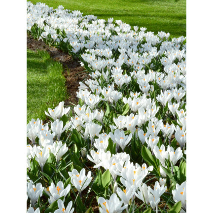 CEB11 KROKUS CEBULKI KROKUSÓW KROKUSY biały JEANNE D