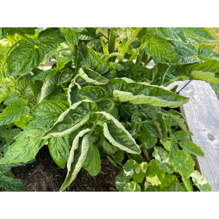 SUM39 HELP PLANT MIEDŹ (CU) 20ML