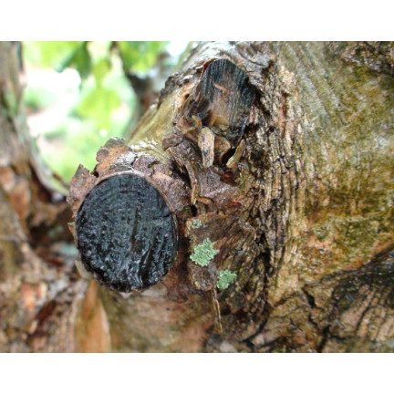 SUM24 MAŚĆ OGRODNICZA P-13 AA 60G SZCZEPIENIE I CIĘCIE