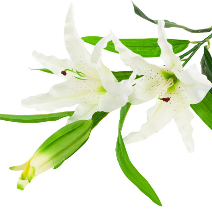 CV05685-1 LILIA BIAŁA KWIATY SZTUCZNE GAŁĄZKA LILII PIĘKNY KWIAT JAK ŻYWY ELEGANCKI