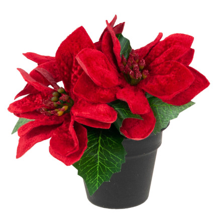 CV19864 GWIAZDA BETLEJEMSKA W DONICZCE SZTUCZNA WELUROWA POINSECJA REALISTYCZNA