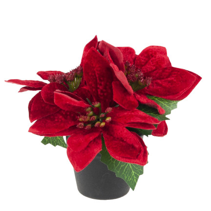 CV19864 GWIAZDA BETLEJEMSKA W DONICZCE SZTUCZNA WELUROWA POINSECJA REALISTYCZNA