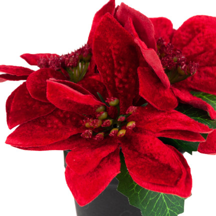 CV19864 GWIAZDA BETLEJEMSKA W DONICZCE SZTUCZNA WELUROWA POINSECJA REALISTYCZNA