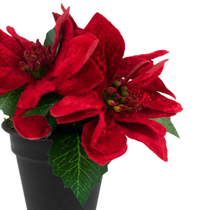 CV19864 GWIAZDA BETLEJEMSKA W DONICZCE SZTUCZNA WELUROWA POINSECJA REALISTYCZNA