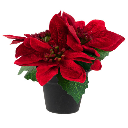 CV19864 GWIAZDA BETLEJEMSKA W DONICZCE SZTUCZNA WELUROWA POINSECJA REALISTYCZNA