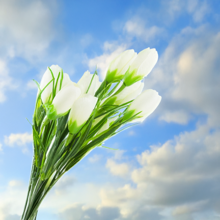 CV27023-1 KROKUSY BIALE