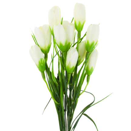 CV27023-1 KROKUSY BIALE