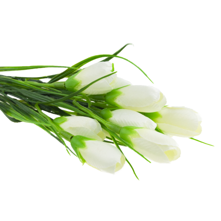 CV27023-1 KROKUSY BIALE