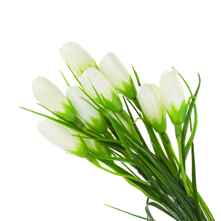 CV27023-1 KROKUSY BIALE