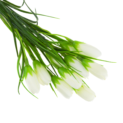 CV27023-1 KROKUSY BIALE