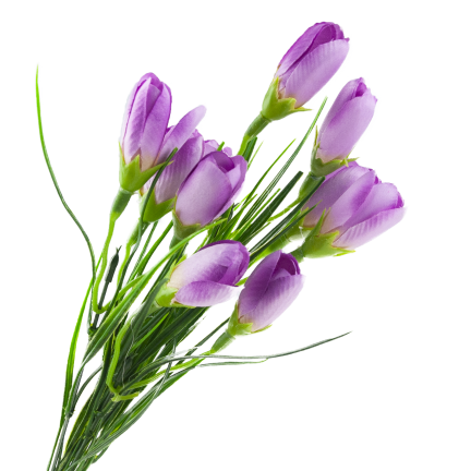 CV27023-6 KROKUSY ROZOWE X10