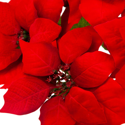 CV28909 GWIAZDA BETLEMEJSKA BUKIET KWIATÓW ŚWIĄTECZNY DUŻE KWIATY POINSECJA 5szt