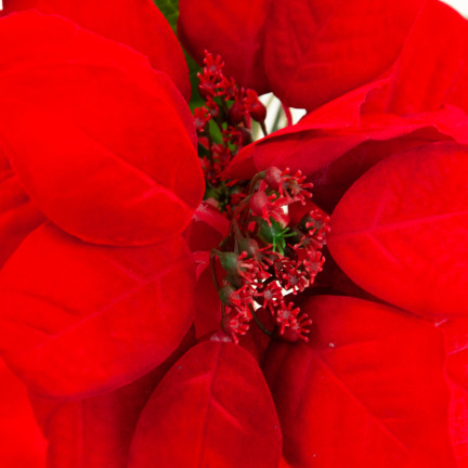 CV28909 GWIAZDA BETLEMEJSKA BUKIET KWIATÓW ŚWIĄTECZNY DUŻE KWIATY POINSECJA 5szt