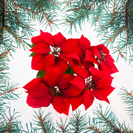 CV28909 GWIAZDA BETLEMEJSKA BUKIET KWIATÓW ŚWIĄTECZNY DUŻE KWIATY POINSECJA 5szt