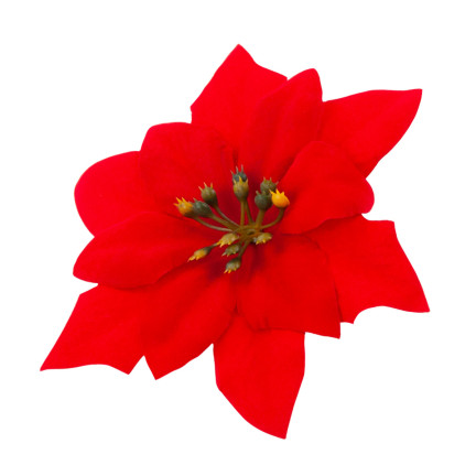 CV28918 GWIAZDA BETLEJEMSKA KWIATY ŚWIĄTECZNE DUŻE KWIATY POINSECJA 6SZT./KPL