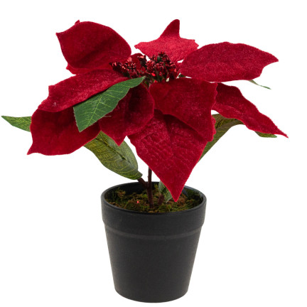 CV28962 GWIAZDA BETLEJEMSKA SZTUCZNA WELUROWA W DONICZCE POINSECJA REALISTYCZNA