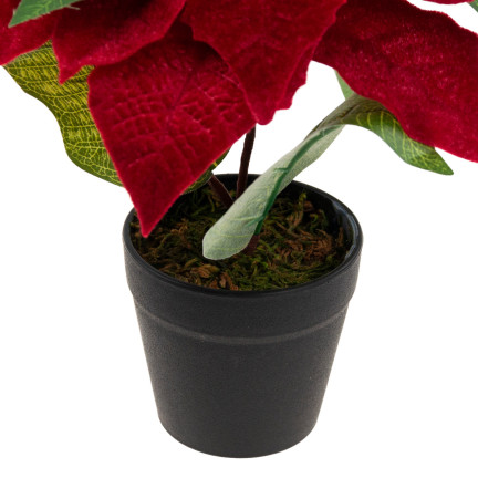 CV28962 GWIAZDA BETLEJEMSKA SZTUCZNA WELUROWA W DONICZCE POINSECJA REALISTYCZNA