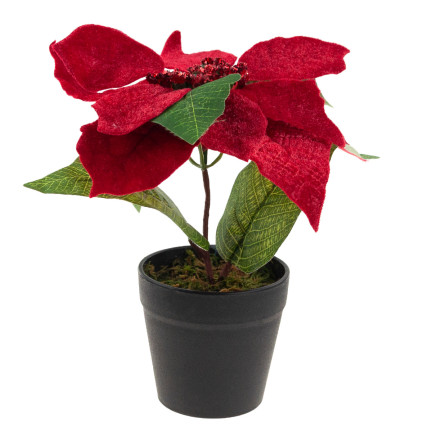 CV28962 GWIAZDA BETLEJEMSKA SZTUCZNA WELUROWA W DONICZCE POINSECJA REALISTYCZNA