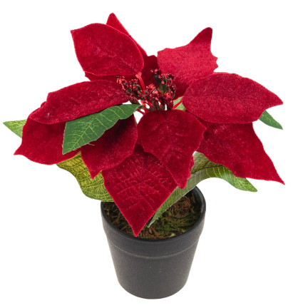 CV28962 GWIAZDA BETLEJEMSKA SZTUCZNA WELUROWA W DONICZCE POINSECJA REALISTYCZNA