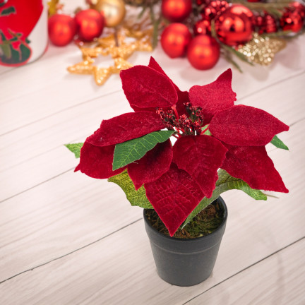 CV28962 GWIAZDA BETLEJEMSKA SZTUCZNA WELUROWA W DONICZCE POINSECJA REALISTYCZNA