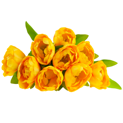 CV31227-3 TULIPAN BUKIET X7