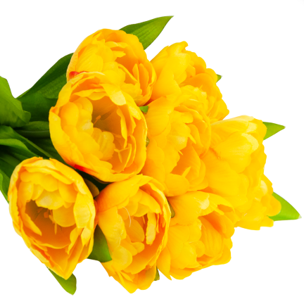 CV31227-3 TULIPAN BUKIET X7