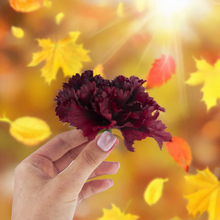 Goździk wyrobowy, główka kwiatowa, jak żywy, bordowy, do stroików