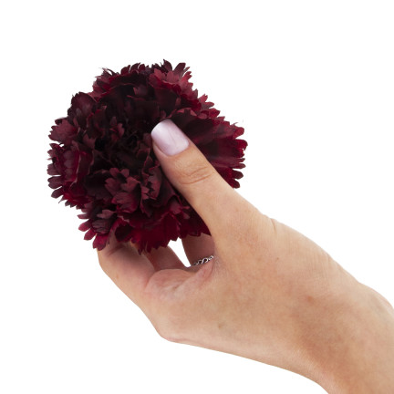 Goździk wyrobowy, główka kwiatowa, jak żywy, bordowy, do stroików